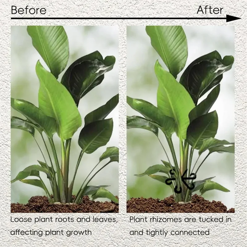 Stemsteun Alocasia Monstera Bl - Variegated Monstera Node recensie en prijs
