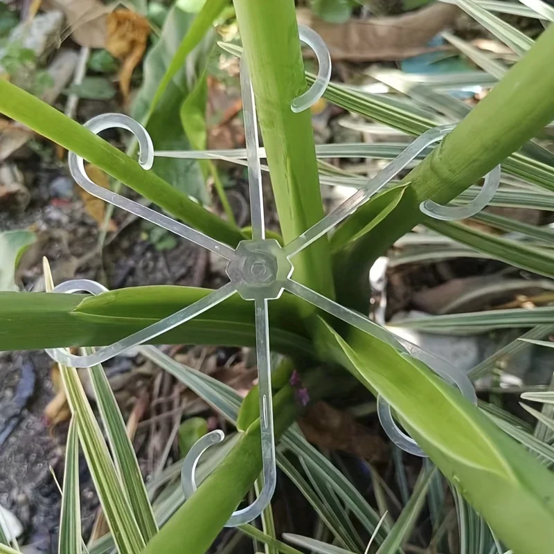 4 stuks klimplanten ondersteun - Variegated Monstera Node recensie en prijs