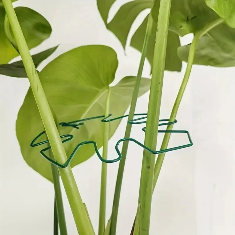 1Pc Grote plantenstandaard Kam - Variegated Monstera Node recensie en prijs