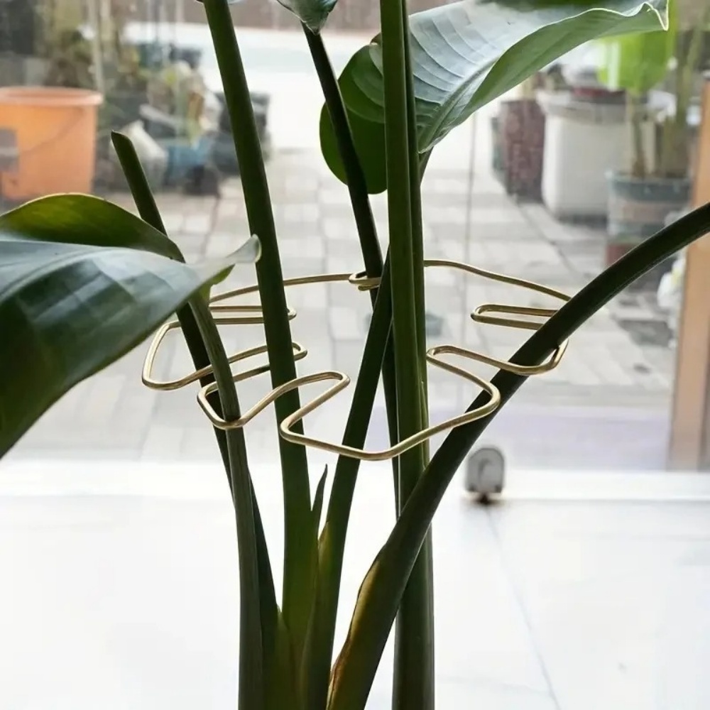 1Pc Grote plantenstandaard Kam - Variegated Monstera Node recensie en prijs