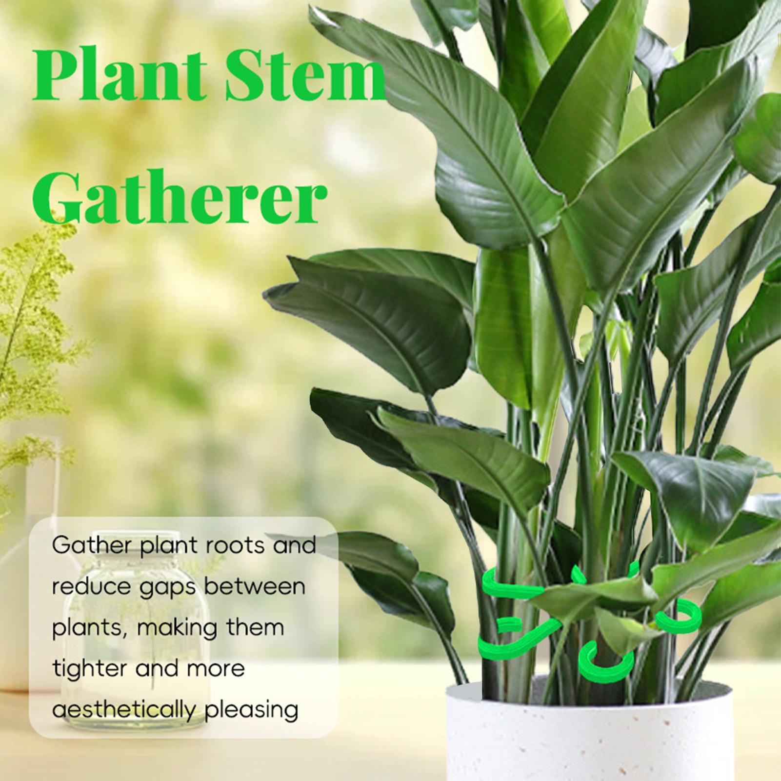 4 Stuks Planten Stem Ondersteu - Variegated Monstera Node recensie en prijs
